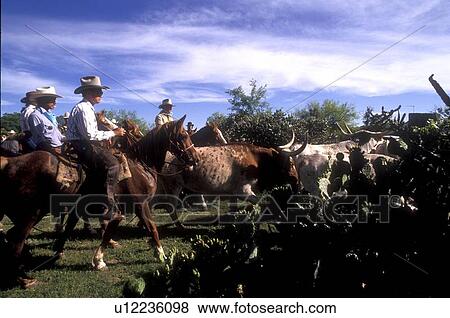 Stock Photo - cowboys guiding a herd of longhorn cattle. Fotosearch