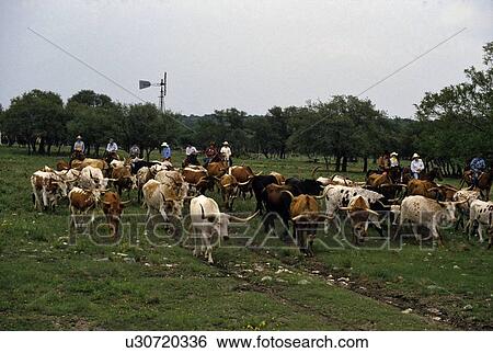 Cowboys herding the longhorn View Large Photo Image Stock Photograph - Cowboys herding the longhorn. Fotosearch