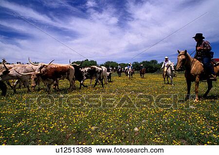 Cowboys rounds up cattle in pasture. View Large Photo Image Stock Photo - Cowboys rounds up cattle in pasture.. Fotosearch