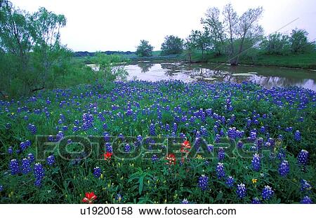 Stock Photo - field of bluebonnets in front of a stream. Fotosearch