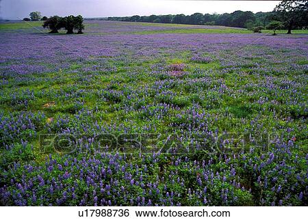 Stock Photograph - field of bluebonnets with trees. Fotosearch