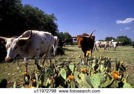 Stock Photo - group of cattle grazing near some cactus. Fotosearch
