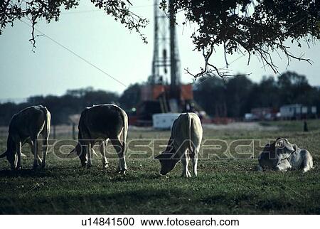 Stock Image - group of cows grazing. Fotosearch