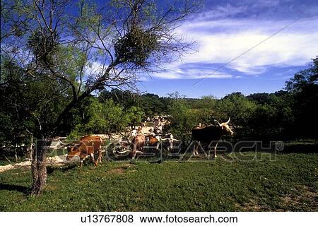 group of longhorn cattle on a trail View Large Photo Image Stock Photo - group of longhorn cattle on a trail. Fotosearch