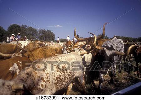 group of longhorn cattle with ranchers in the background View Large Photo Image Stock Image - group of longhorn cattle with ranchers in the background. Fotosearch