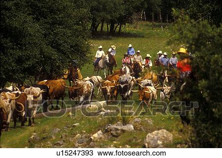 group of ranchers riding behind a herd of longhorn cattle View Large Photo Image Stock Image - group of ranchers riding behind a herd of longhorn cattle. Fotosearch