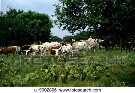 herd of longhorn cattle grazing in a field View Large Photo Image Stock Photograph - herd of longhorn cattle grazing in a field. Fotosearch