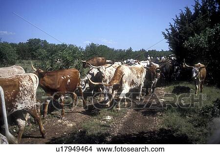 herd of longhorn cattle moving down a trail View Large Photo Image Picture - herd of longhorn cattle moving down a trail. Fotosearch