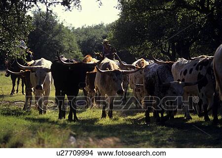 herd of longhorn cattle moving down a trail View Large Photo Image Picture - herd of longhorn cattle moving down a trail. Fotosearch