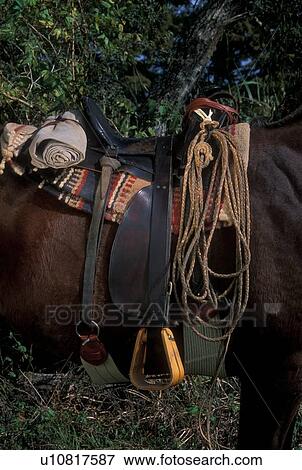 horse wearing saddle and gear View Large Photo Image Stock Photo - horse wearing saddle and gear. Fotosearch