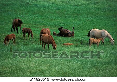 Stock Photography - Horses graze in an open pasture. Fotosearch