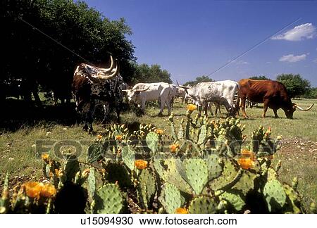 Stock Image - longhorn cattle grazing in a field near cactus. Fotosearch