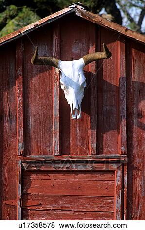 Stock Photo - longhorn skull hanging on a red wall. Fotosearch