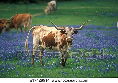 Picture - longhorn standing in a field of bluebonnets. Fotosearch