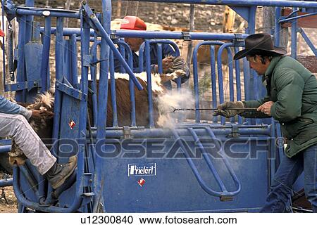 Stock Image - man branding a cow behind a fence. Fotosearch