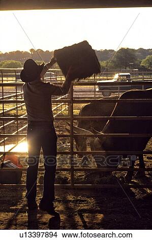 Picture - man feeding cattle. Fotosearch