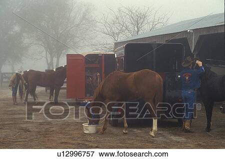 Stock Photo - man feeding horses on a foggy morning. Fotosearch