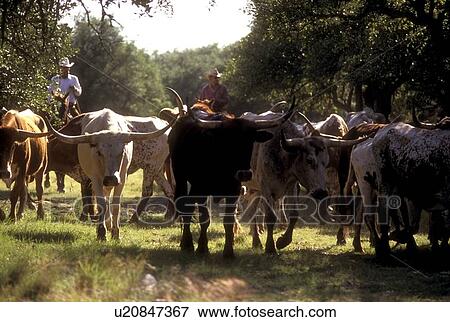Stock Photo - man herding a group of longhorn cattle. Fotosearch