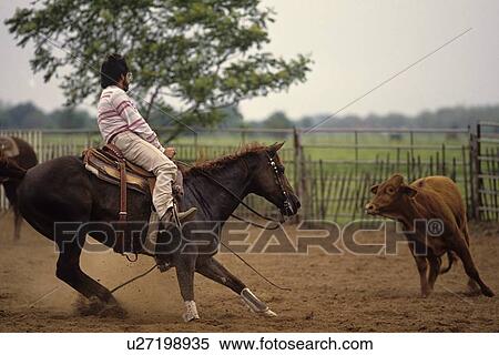 man on a horse roping a calf View Large Photo Image Stock Photography - man on a horse roping a calf. Fotosearch