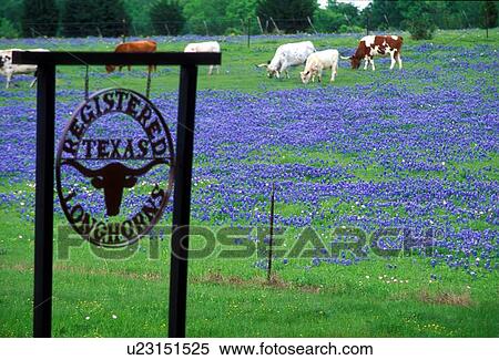 metal longhorn sign in front of a field of bluebonnets View Large Photo Image Stock Photography - metal longhorn sign in front of a field of bluebonnets. Fotosearch