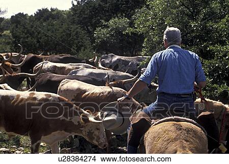 Rancher guides the herd View Large Photo Image Picture - Rancher guides the herd. Fotosearch