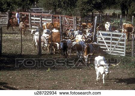 Picture - rancher herding cattle into a gated area. Fotosearch