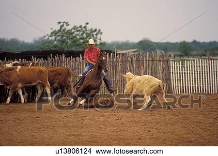 Picture - rancher herding cattle. Fotosearch