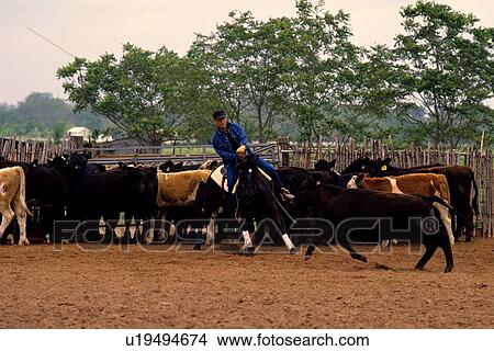 rancher rounding up cattle on the ranch View Large Photo Image Picture - rancher rounding up cattle on the ranch. Fotosearch