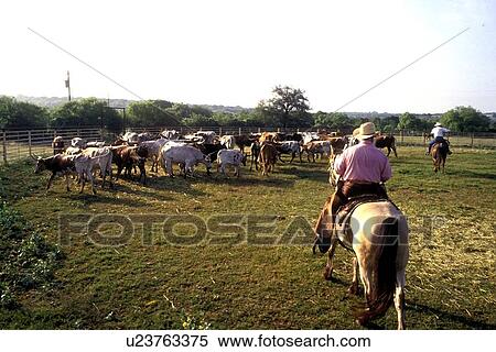 Stock Photography - ranchers rounding up a herd of cattle. Fotosearch