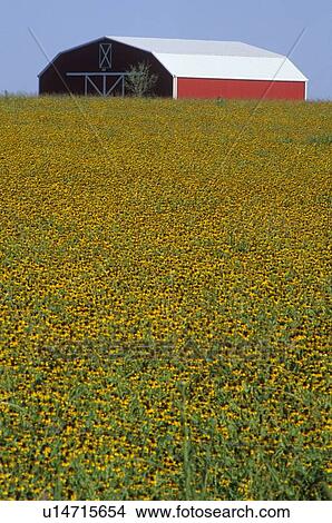 red barn in a field of flowers View Large Photo Image Picture - red barn in a field of flowers. Fotosearch