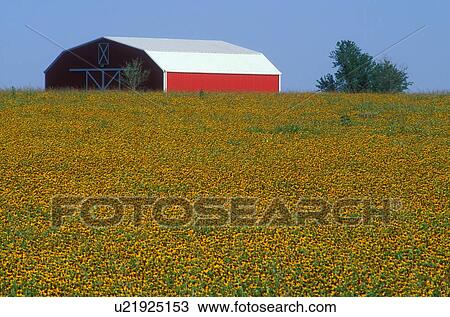 red barn in a field of flowers View Large Photo Image Stock Image - red barn in a field of flowers. Fotosearch