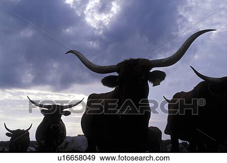 silhouette of a herd of longhorn cattle View Large Photo Image Stock Photo - silhouette of a herd of longhorn cattle. Fotosearch