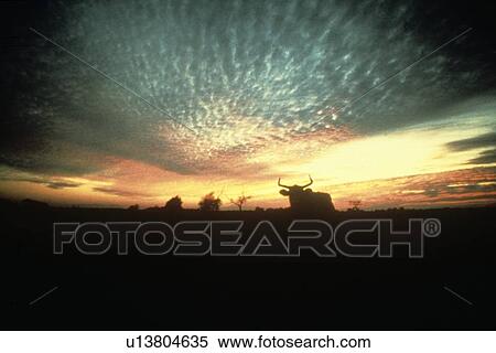 silhouette of a longhorn on a country sunset View Large Photo Image Stock Photography - silhouette of a longhorn on a country sunset. Fotosearch