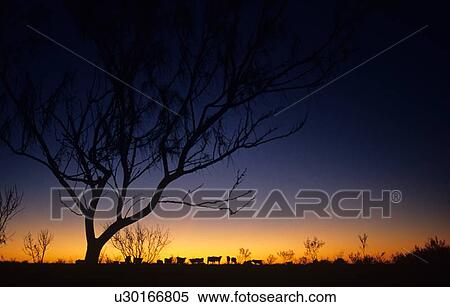 silhouette of cattle standing at the horizon at sunrise View Large Photo Image Stock Photography - silhouette of cattle standing at the horizon at sunrise. Fotosearch