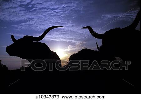 Stock Photo - silhouette of two longhorns on a country sunset. Fotosearch