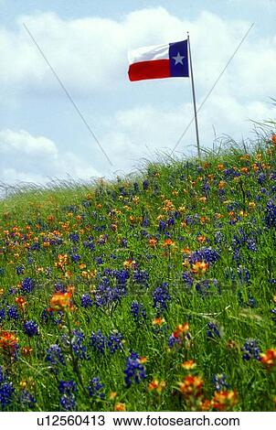 Stock Image - Texas flag flying over a field of native flowers. Fotosearch