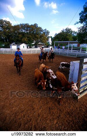 Three cowboys rounding up cattle in coral View Large Photo Image Stock Image - Three cowboys rounding up cattle in coral. Fotosearch