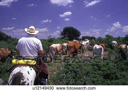Trail Ride on horse back View Large Photo Image Stock Image - Trail Ride on horse back. Fotosearch