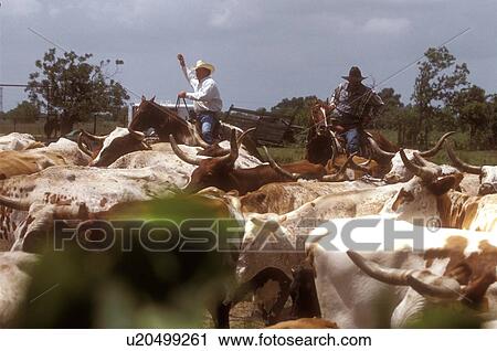 two men herding a group of longhorn cattle View Large Photo Image Stock Image - two men herding a group of longhorn cattle. Fotosearch