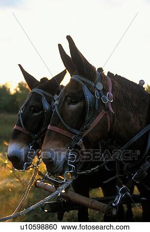 Stock Image - two mules ready to pull a covered wagon. Fotosearch