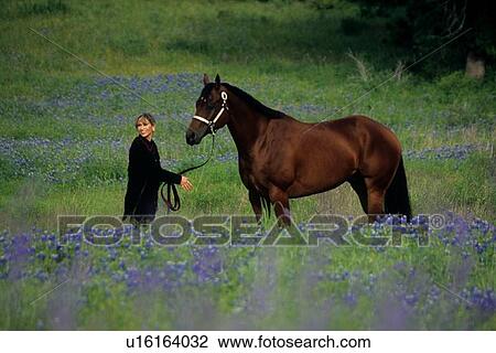 woman standing with a horse in a field of bluebonnets View Large Photo Image Stock Image - woman standing with a horse in a field of bluebonnets. Fotosearch
