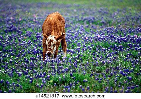 young cow grazing in a field of bluebonnets View Large Photo Image Stock Photo - young cow grazing in a field of bluebonnets. Fotosearch