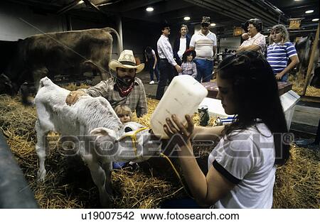 Young girl feeds baby calf at ranch. View Large Photo Image Stock Image - Young girl feeds baby calf at ranch.. Fotosearch