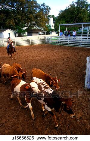 young man herding cattle while onlookers watch View Large Photo Image Stock Photograph - young man herding cattle while onlookers watch. Fotosearch