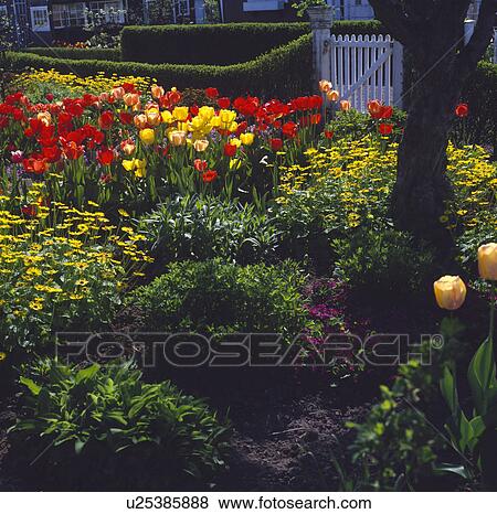 Stock Photo - &#13; &#10; Colourful flowering annuals in town garden in summer. Fotosearch