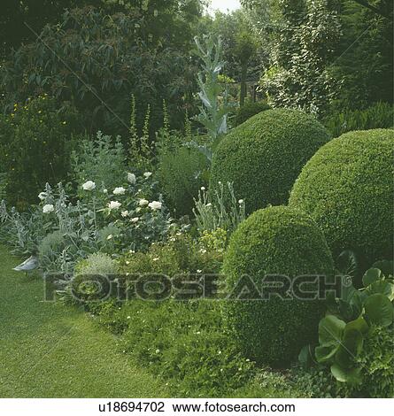A pastel perennial border in white and mauve with structure provided by a trio of large close clipped mounds of box. View Large Photo Image Stock Image - A pastel perennial border in white and mauve with structure provided by a trio of large close clipped mounds of box.. Fotosearch