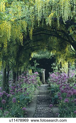 A paved and peeble path lined with alliums through a laburnum tunnel. View Large Photo Image Stock Photo - A paved and peeble path lined with alliums through a laburnum tunnel.. Fotosearch