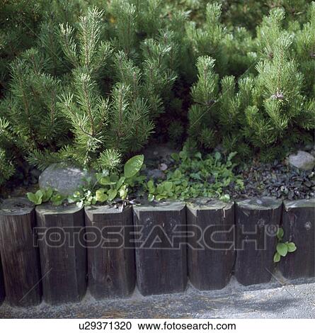 A raised bed og dwarf pines underplanted with mixed groundcover View Large Photo Image Stock Image - A raised bed og dwarf pines underplanted with mixed groundcover. Fotosearch
