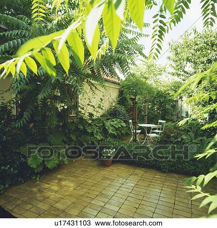 A shady patio with stag's horn sumach View Large Photo Image Stock Image - A shady patio with stag's horn sumach. Fotosearch