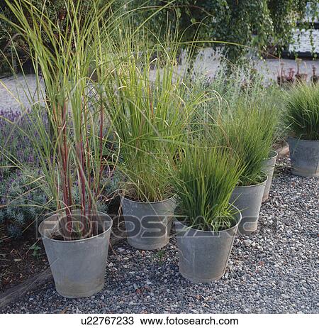Stock Image - A trio of galvanised buckets with grasses. Fotosearch